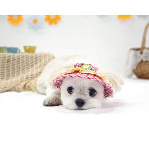 犬用 帽子 flower suncap 日よけ...の詳細画像3