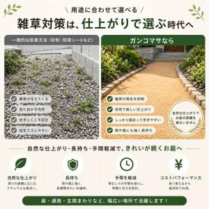 固まる土 防草 ガンコマサ 25kg 50袋 ...の詳細画像5