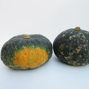 有機栽培訳ありかぼちゃ(10kg)
