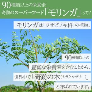 モリンガ茶 国産 オーガニック 1.5g 30...の詳細画像2