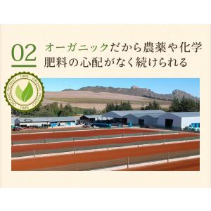 ルイボスティー オーガニック 100包 ノンカ...の詳細画像3
