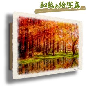 風景画 和紙の絵写真 「湖に映る黄葉のメタセコイアの森」 秋 木 森 川