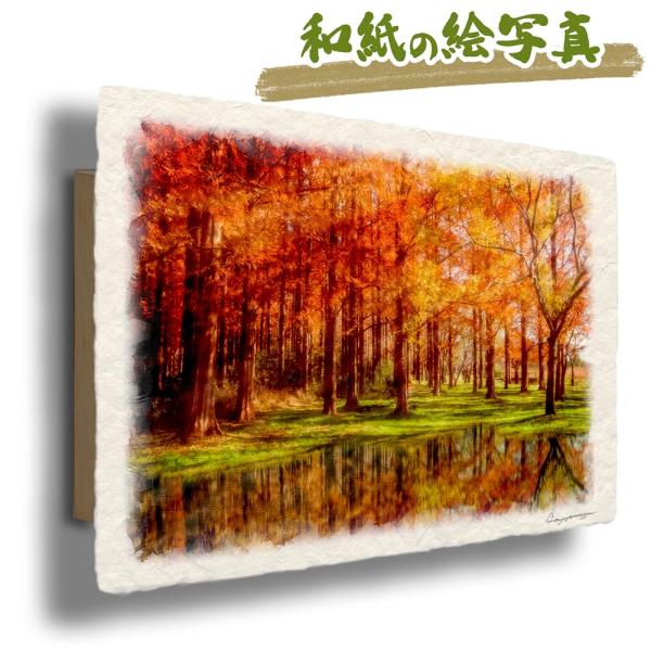 風景画 和紙の絵写真 「湖に映る黄葉のメタセコイアの森」 秋 木 森 川 湖 黄色