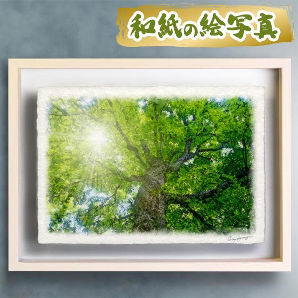 風水 玄関 絵画 絵 インテリア アートパネル 風景画 夏 緑 木 森 和紙の絵写真「木漏れ日と新緑...