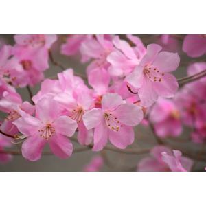 アカヤシオ(ヤシオツツジ）樹高1.8m前後(根鉢含まず） [大型商品・配達