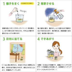 【種】 スプラウト かいわれブロッコリー 5袋...の詳細画像2