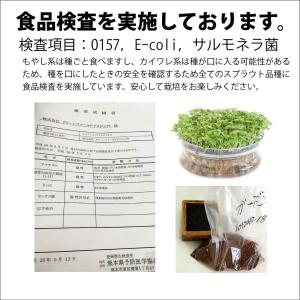 【種】オーガニックブロッコリースプラウト 5袋...の詳細画像1