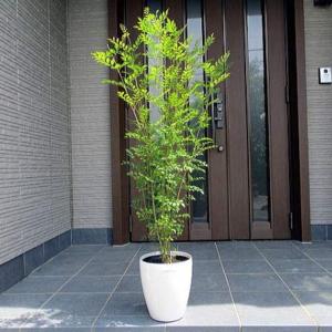 植え替え不要!シマトネリコ 株立 7号 鉢カバー 樹高80cm前後(鉢底から