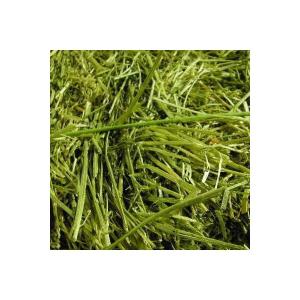 アルファルファ　50g　牧草、うさぎ、モルモット、チンチラ、テグーに　【RCP】 【うさぎ　牧草　チモシー　格安】