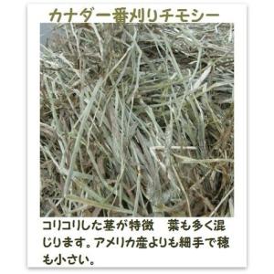 送料無料】カナダ一番刈りチモシー1kg チモシー ウサギ エサ 牧草
