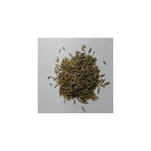 生牧草の種　トールフェスク　10ｇ　【メール便対応商品】うさぎ、モルモット、チンチラ、テグー に 　【RCP】 【うさぎ　牧草　チモシー　格安】