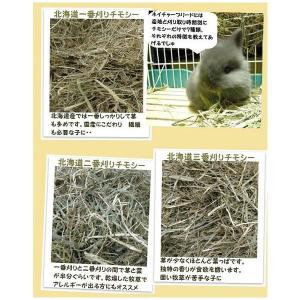 生牧草の種 チモシー 10g 入 【メール便対...の詳細画像2