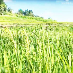 【メール便送料無料】もち麦全粒粉 500g 1...の詳細画像3