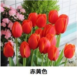 チューリップ 球根 一重咲 お徳用 50球の詳細画像2