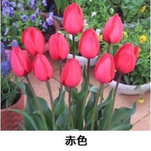 チューリップ 球根 一重咲 お徳用 50球の詳細画像3