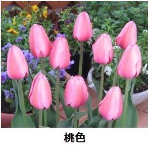 チューリップ 球根 一重咲 お徳用 50球の詳細画像4