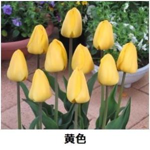 チューリップ 球根 一重咲 お徳用 50球の詳細画像5