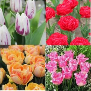 新潟県花卉球根農業協同組合 チューリップ球根セット チューリップ球根 Yahoo ショッピング