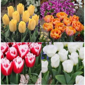 新潟県花卉球根農業協同組合 チューリップ球根セット チューリップ球根 Yahoo ショッピング