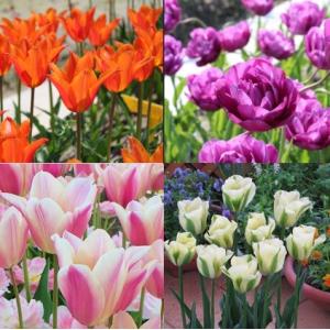 新潟県花卉球根農業協同組合 チューリップ球根セット チューリップ球根 Yahoo ショッピング