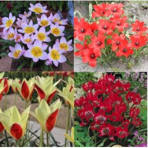 新潟県花卉球根農業協同組合 チューリップ球根セット チューリップ球根 Yahoo ショッピング