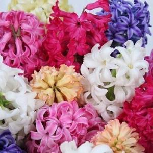ヒアシンスミックス（花壇用）球根　５球入