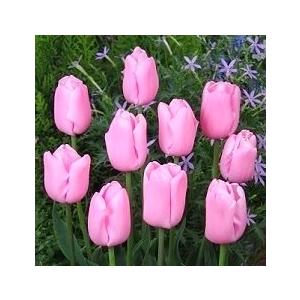 チューリップ250球　ピンク 楽天市場】チューリップ 球根 ピンクミックス 7球入 : 新潟県花卉球根