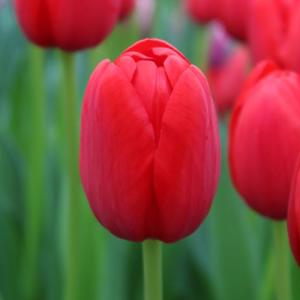 球根 カルガリー＆ムスカリ 15球入