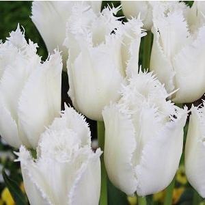 チューリップ　球根　雪の華　新潟１８号　４球入　限定商品