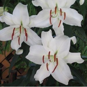 オリエンタルユリ　球根　カサブランカ　大球　２球入