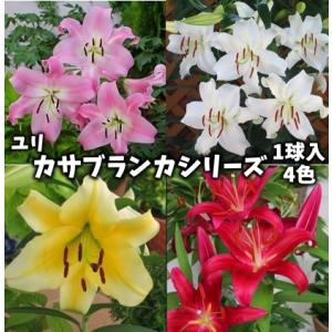 オリエンタルユリ 球根 カサブランカシリーズ4球入の商品画像
