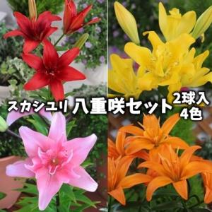 スカシユリ　球根　八重咲セット　８球入