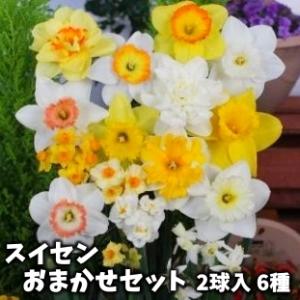 スイセン　球根　おまかせ　お徳用　１２球入