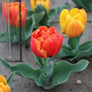 ミニチューリップ 球根 フレミングベビー 4球入 : 新潟県花卉球根農業