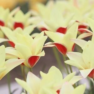 原種チューリップ 球根 チンカ 5球入の詳細画像1