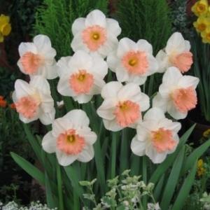 新潟県花卉球根農業協同組合 チューリップ球根 Yahoo ショッピング