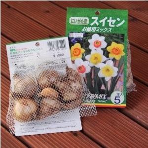 スイセン 球根 チェンジングカラー 2球入の詳細画像1