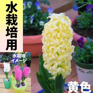 ヒヤシンス(水栽培) 球根 黄色 テープ巻 1球の商品画像