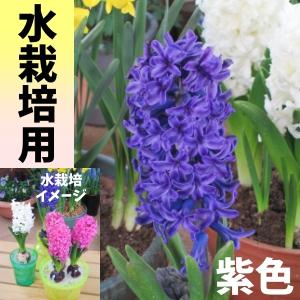 ヒヤシンス(水栽培) 球根 紫色 テープ巻 1球の商品画像