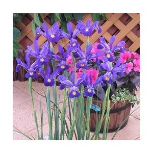 アイリス　球根　紫花種　５球入