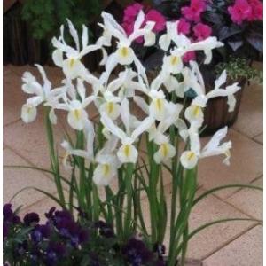 アイリス　球根　白花種　５球入