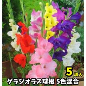 グラジオラス　混合　５球入