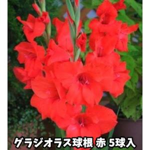 グラジオラス　赤花種　５球入