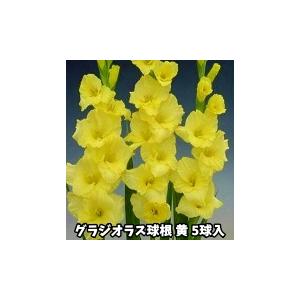 グラジオラス　黄花種　５球入