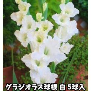 グラジオラス　白花種　５球入
