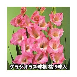 グラジオラス　桃花種　５球入