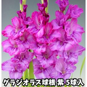 グラジオラス　紫花種　５球入
