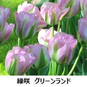 新潟県花卉球根農業協同組合 チューリップ球根 Yahoo ショッピング