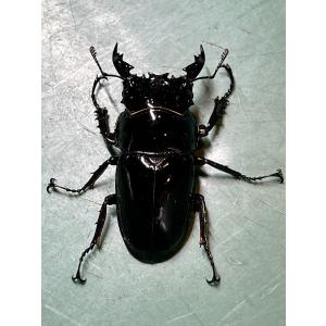 レギウスオオツヤクワガタ ペア ♂54mm ♀3...の商品画像
