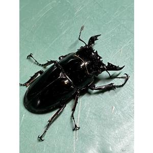 レギウスオオツヤクワガタ ペア ♂54mm ♀...の詳細画像1